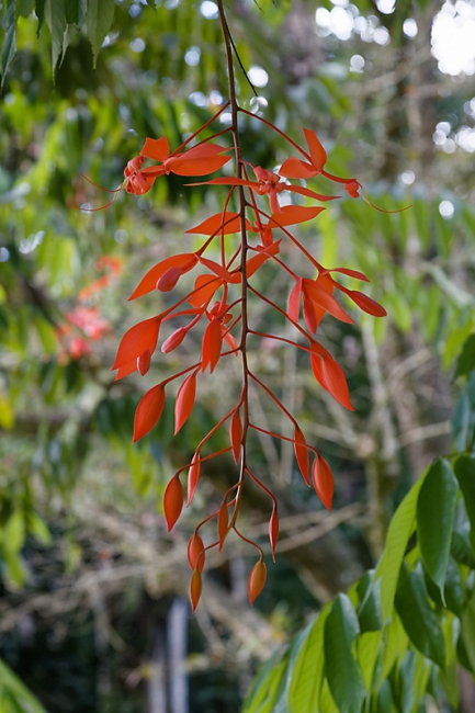 Kandy-Botanical garden-044